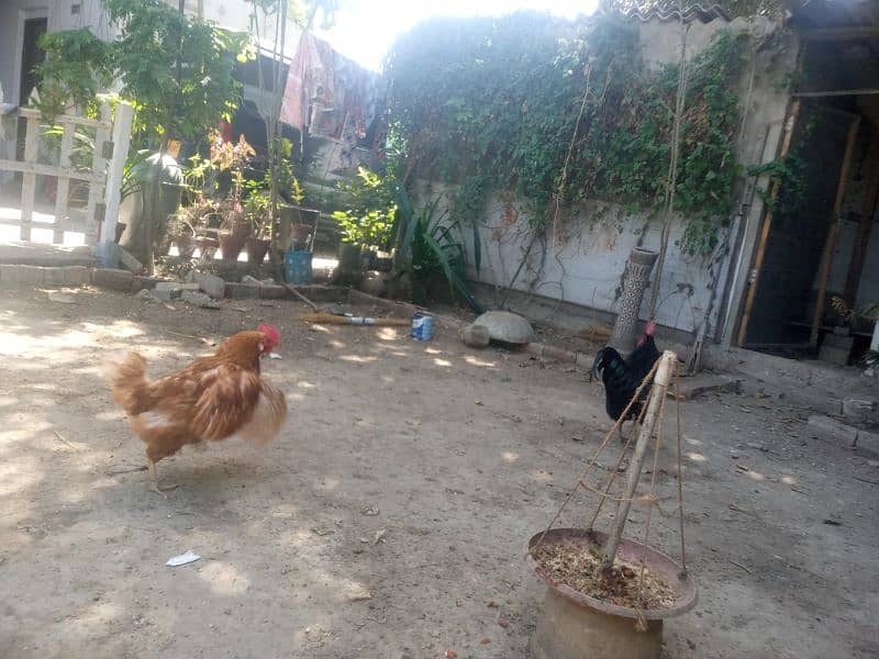 Pair of Australorp and lehmon-brown 1