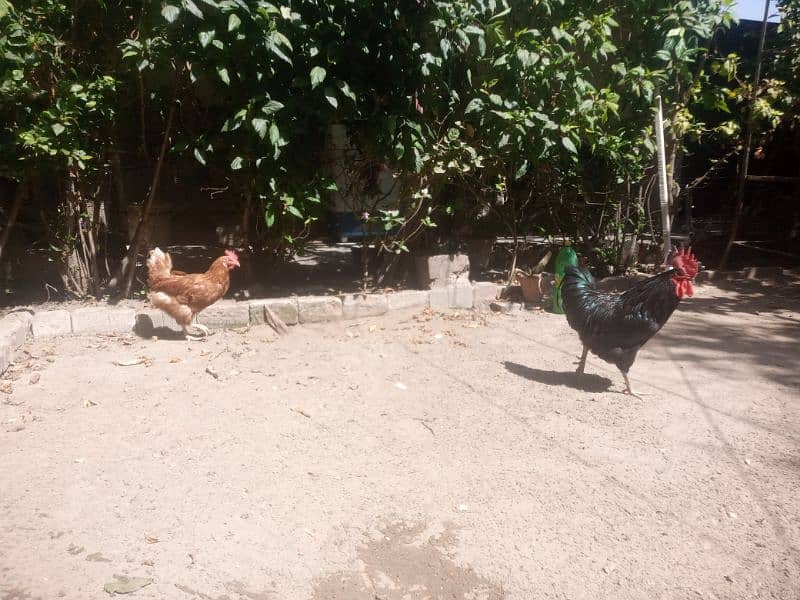 Pair of Australorp and lehmon-brown 2