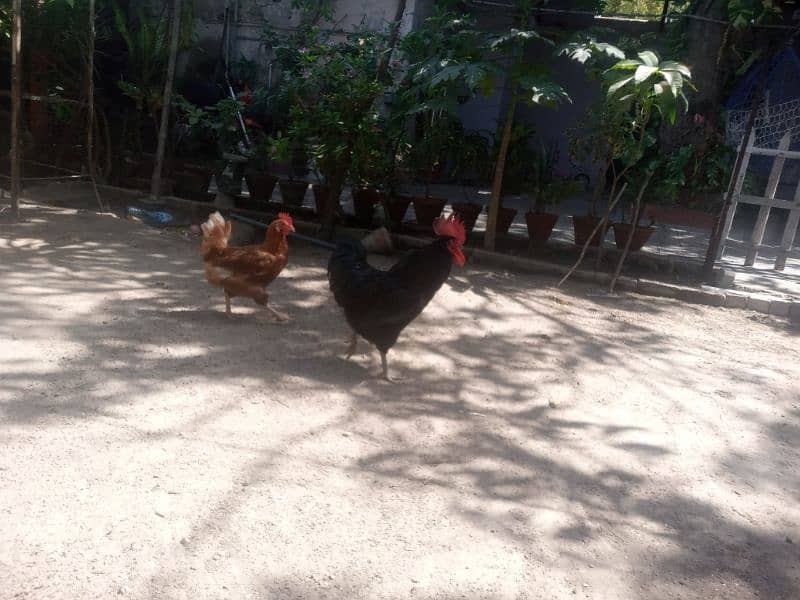 Pair of Australorp and lehmon-brown 3