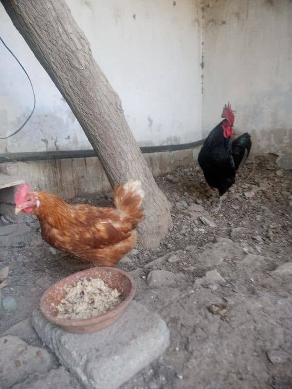 Pair of Australorp and lehmon-brown 4