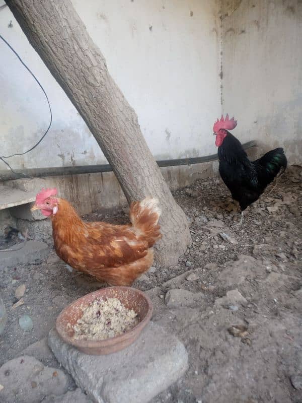 Pair of Australorp and lehmon-brown 5