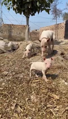 For sale available Guwahati gultair puppies