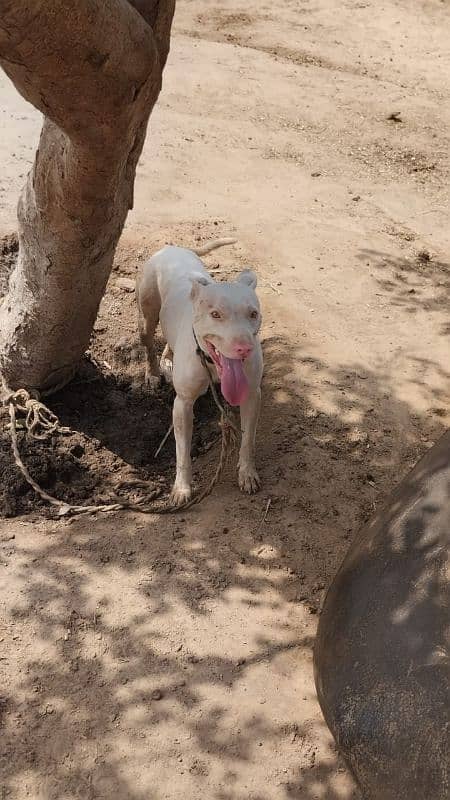 kohati gultair puppies /kohati gultair breed / kohati male for sale 5