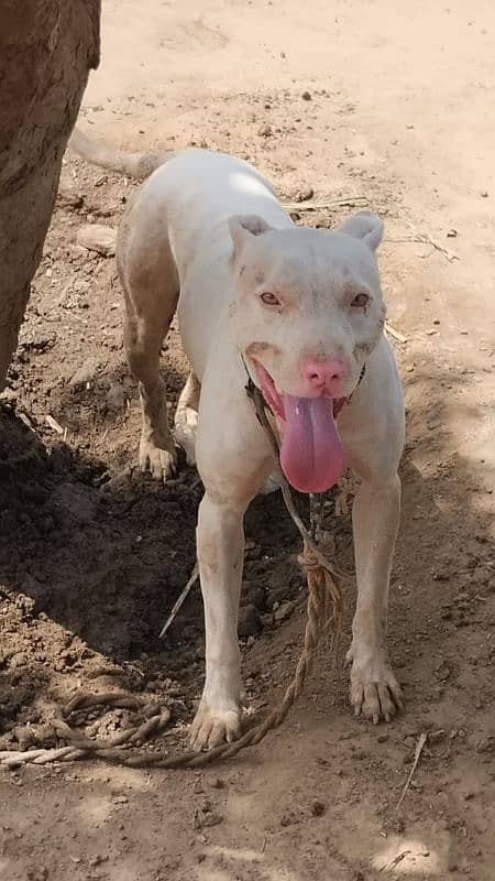 kohati gultair puppies /kohati gultair breed / kohati male for sale 1