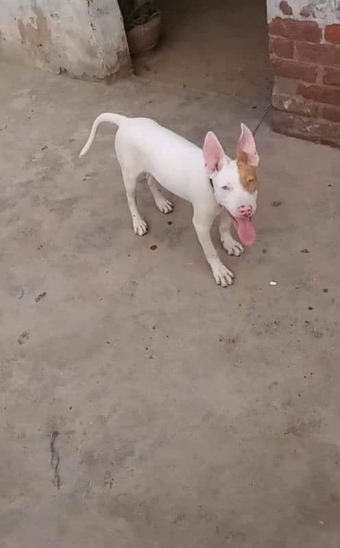 kohati gultair puppies /kohati gultair breed / kohati male for sale 2