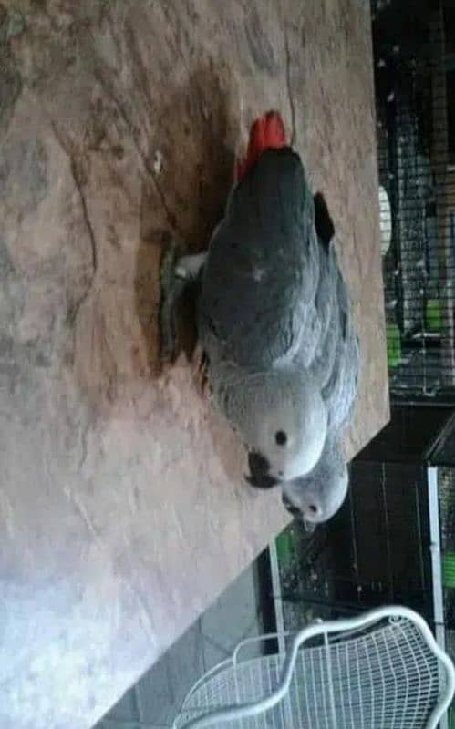 African grey parrot chicks for sale Whatsapp number 0335-1141-179. . . 0