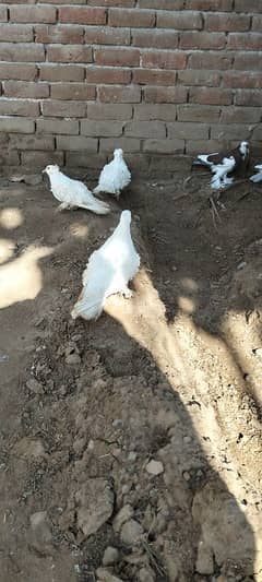 fancy pigeons |karbalai | frill back |frizzle sherazi Sentient| qasad