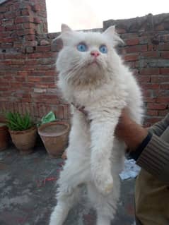 Persian cat triple coat blue/odd eyes Female/Yellow eyes female kitten