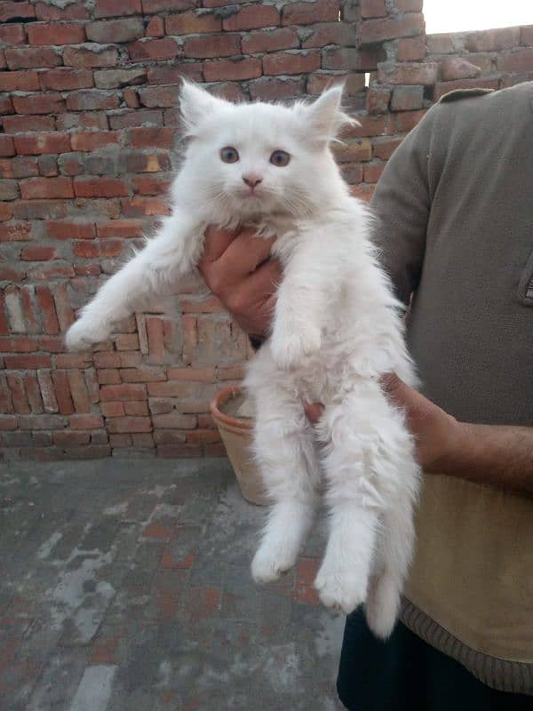 Persian cat triple coat blue/odd eyes Female/Yellow eyes female kitten 1