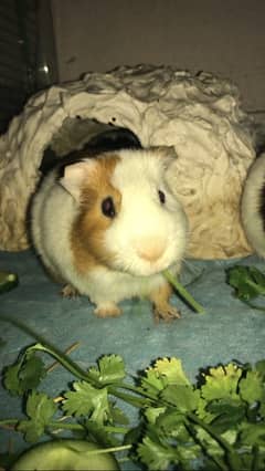 Guinea Pigs Breeder