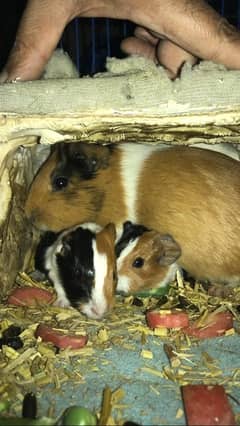 Guinea Pigs Breeder