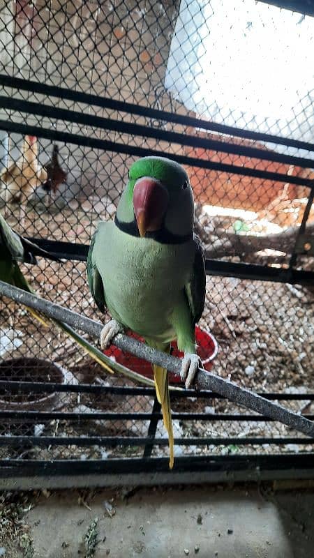 Raw Parrot For Sale 2