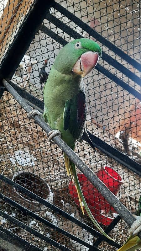 Raw Parrot For Sale 3