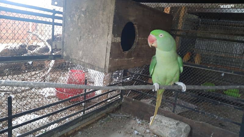 Raw Parrot For Sale 4