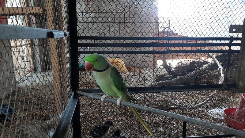 Raw Parrot For Sale 5