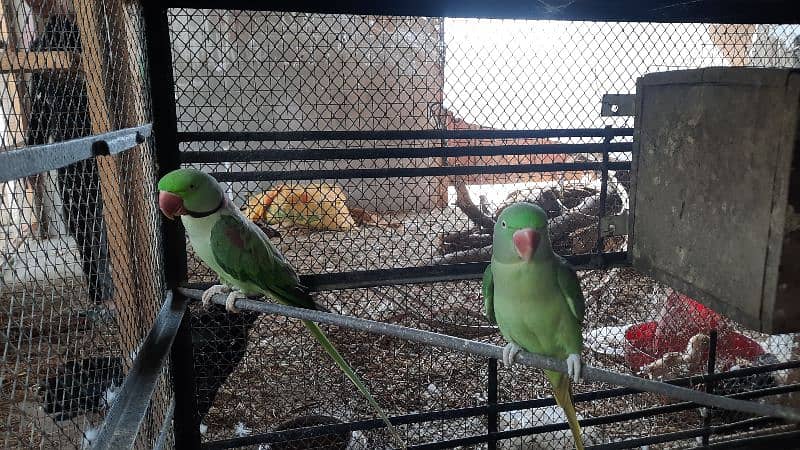 Raw Parrot For Sale 6