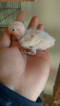 albino black eyes chick  read full ad