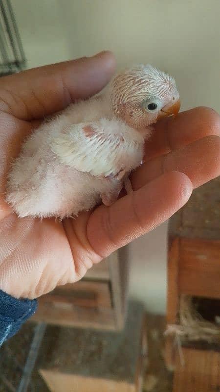 albino black eyes chick  read full ad 1