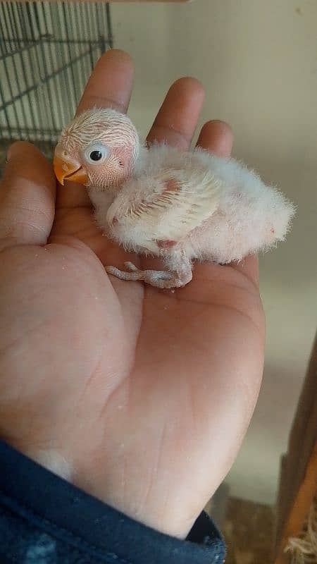 albino black eyes chick  read full ad 2