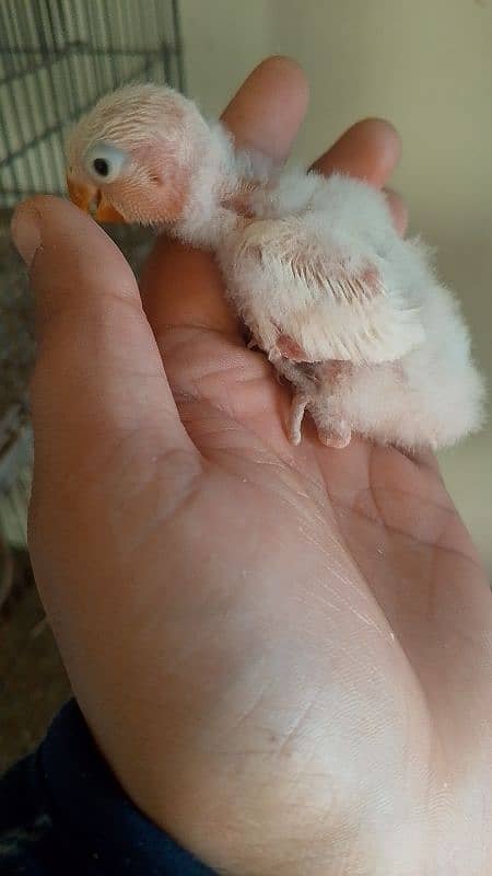 albino black eyes chick  read full ad 3