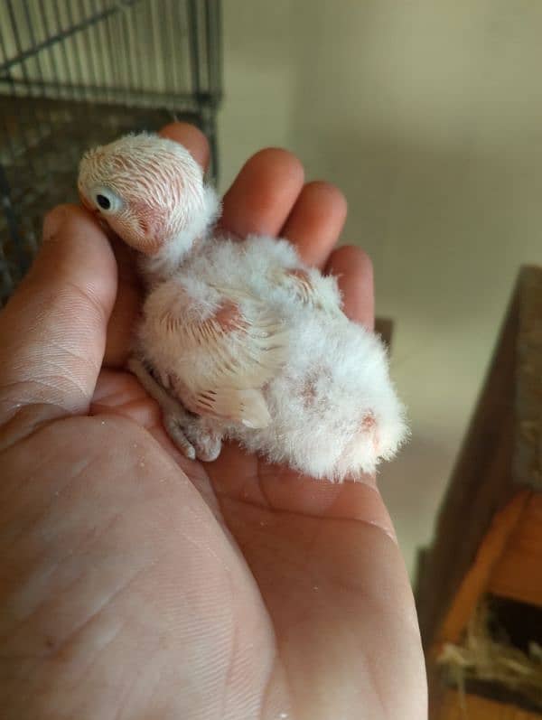 albino black eyes chick  read full ad 5