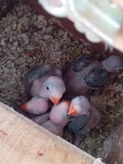 Green Ringneck Chicks Kathay