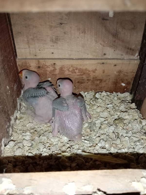 Green Ringneck Chicks Kathay 1