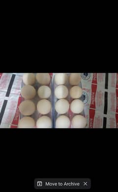 Silki hens 100% fertile eggs watsapp contact 03433041059