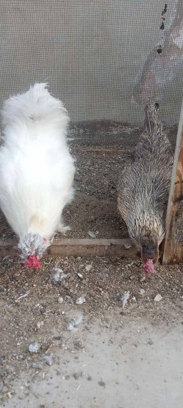 Silki hens 100% fertile eggs watsapp contact 03433041059 1