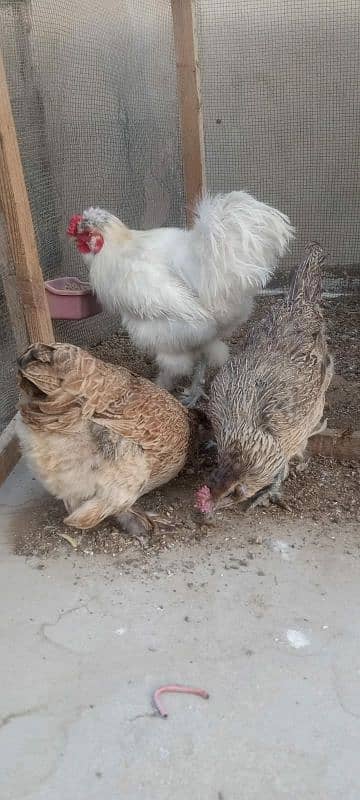 Silki hens 100% fertile eggs watsapp contact 03433041059 2