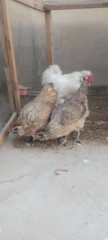 Silki hens 100% fertile eggs watsapp contact 03433041059 3