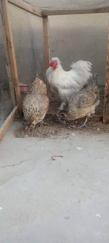 Silki hens 100% fertile eggs watsapp contact 03433041059 4