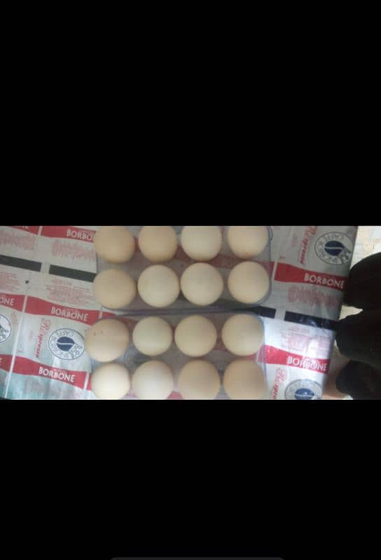 Silki hens 100% fertile eggs watsapp contact 03433041059 5