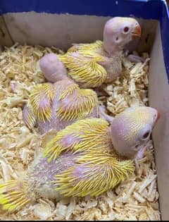 Yellow Ringneck Chicks