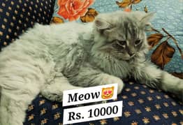 Persian Cat for Sale