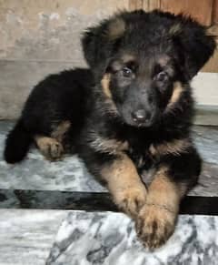 German Shepherd puppies are available for sale