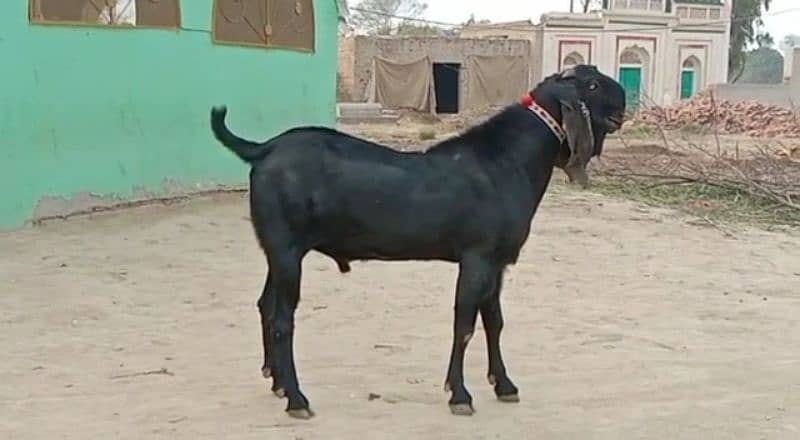 desi bakra for sale call me on 03494717204) 0