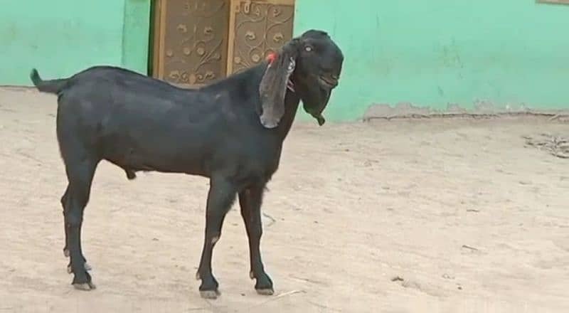 desi bakra for sale call me on 03494717204) 2