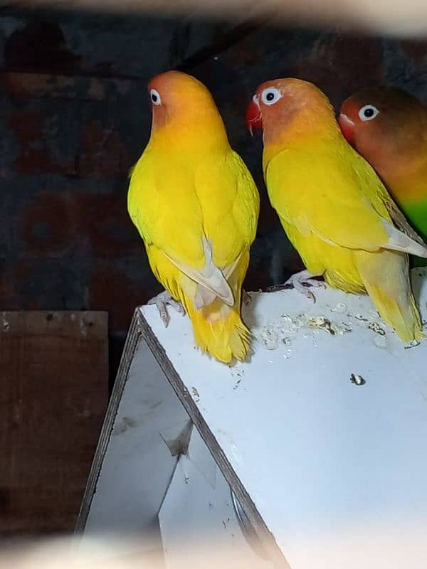 0327-0277654/Parrot/cage/lutino/albino/cremino/decino/cocktail/lovebir 2