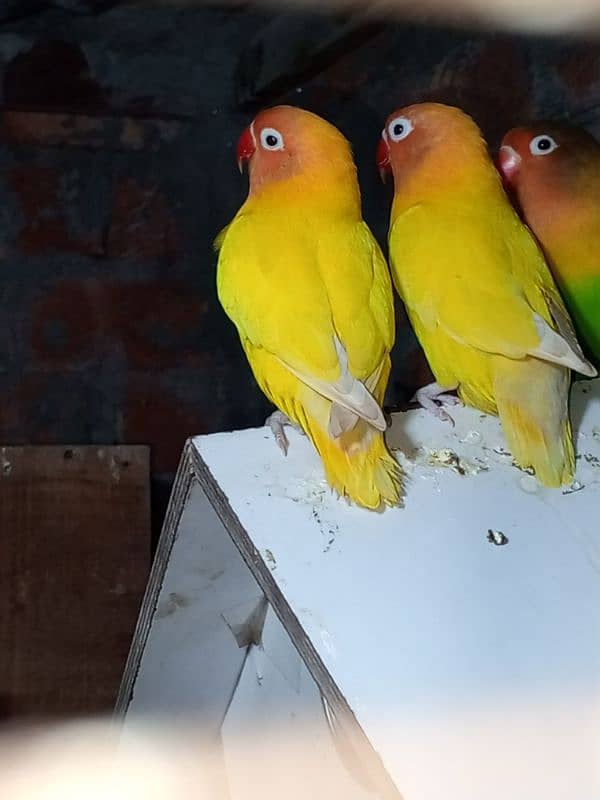 0327-0277654/Parrot/cage/lutino/albino/cremino/decino/cocktail/lovebir 4