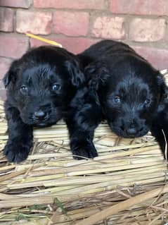 Black Shepherd Long Coat female | German Shepherd Puppies