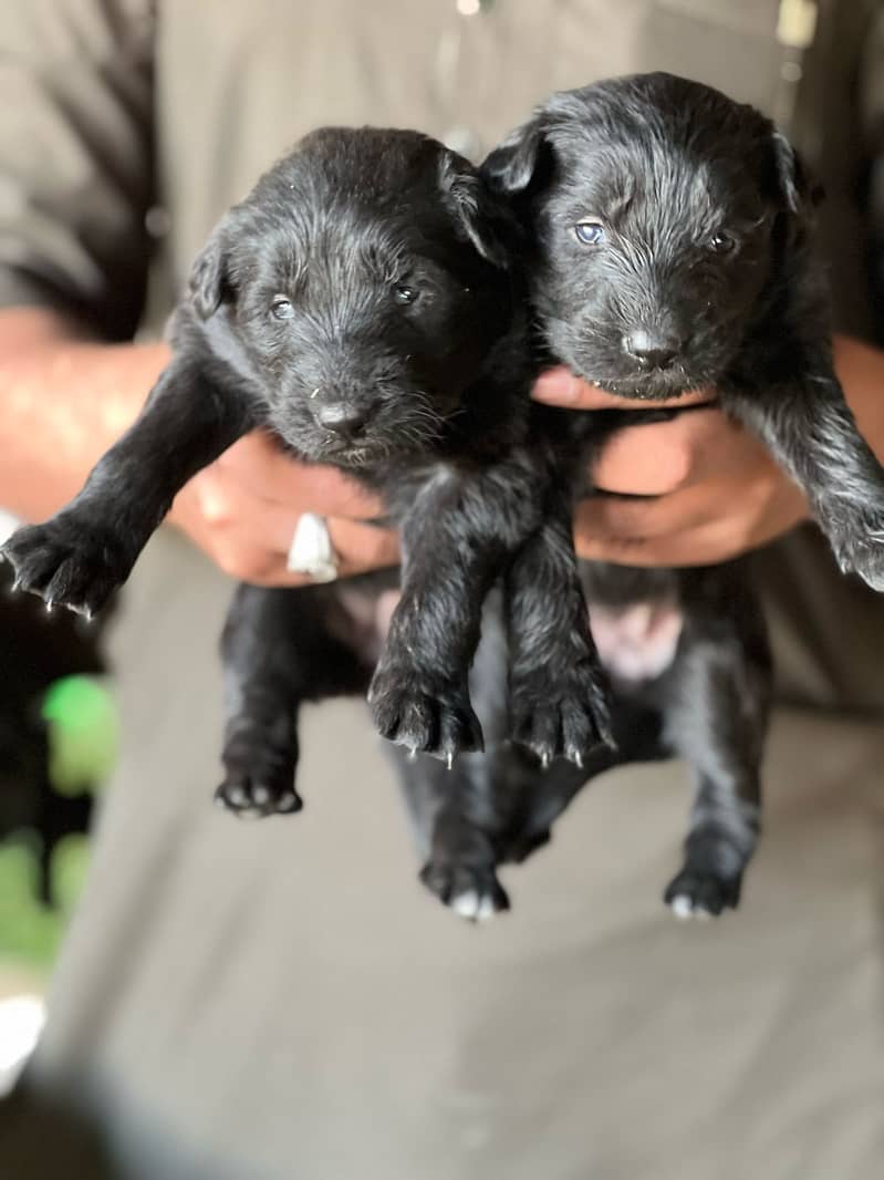 Black Shepherd Long Coat female | German Shepherd Puppies 1