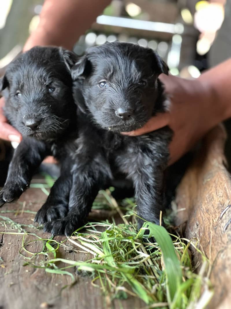 Black Shepherd Long Coat female | German Shepherd Puppies 3