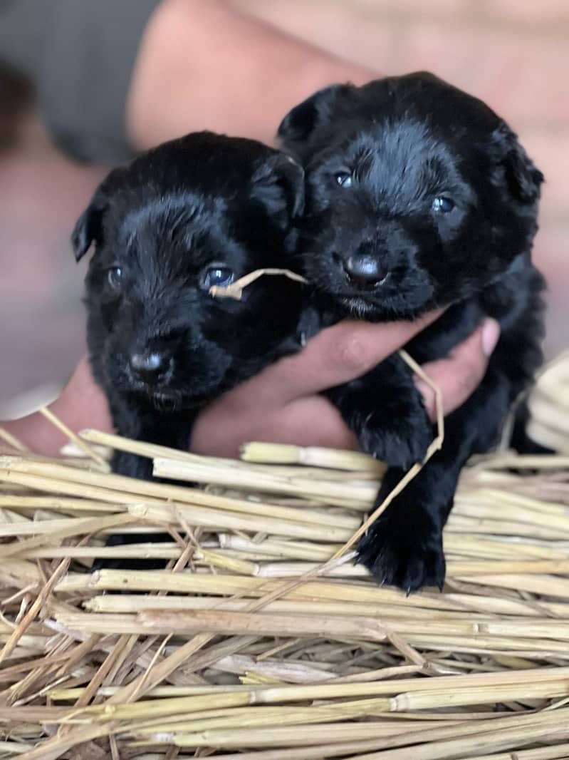 Black Shepherd Long Coat female | German Shepherd Puppies 5