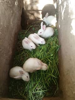 beautiful Rabbits