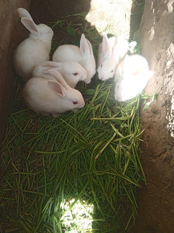 beautiful Rabbits 2