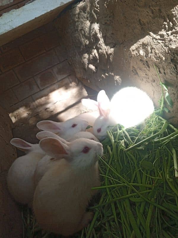 beautiful Rabbits 3