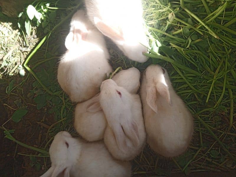 beautiful Rabbits 4