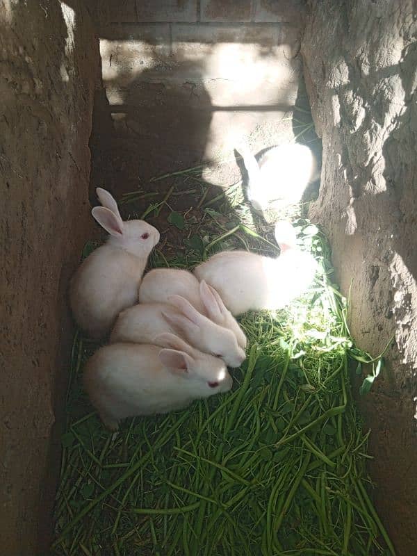 beautiful Rabbits 5