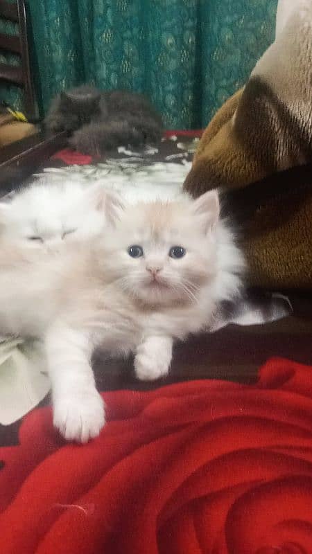 American parsihan panuch face kitten 3 female n 1 male 42 days age 7